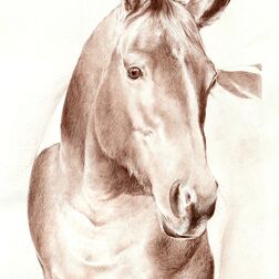 Tierporträt - Pferd - Zeichnung Buntstift auf Papier-  A3 - Haustier zeichnen lassen