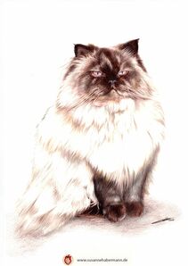 Tierporträt - weiße Perserkatze - Zeichnung Buntstift auf Papier - A4- Haustier zeichnen lassen