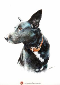 Tierporträt - schwarzer Hund - Zeichnung Buntstift auf Papier - A4 - Haustier zeichnen lassen